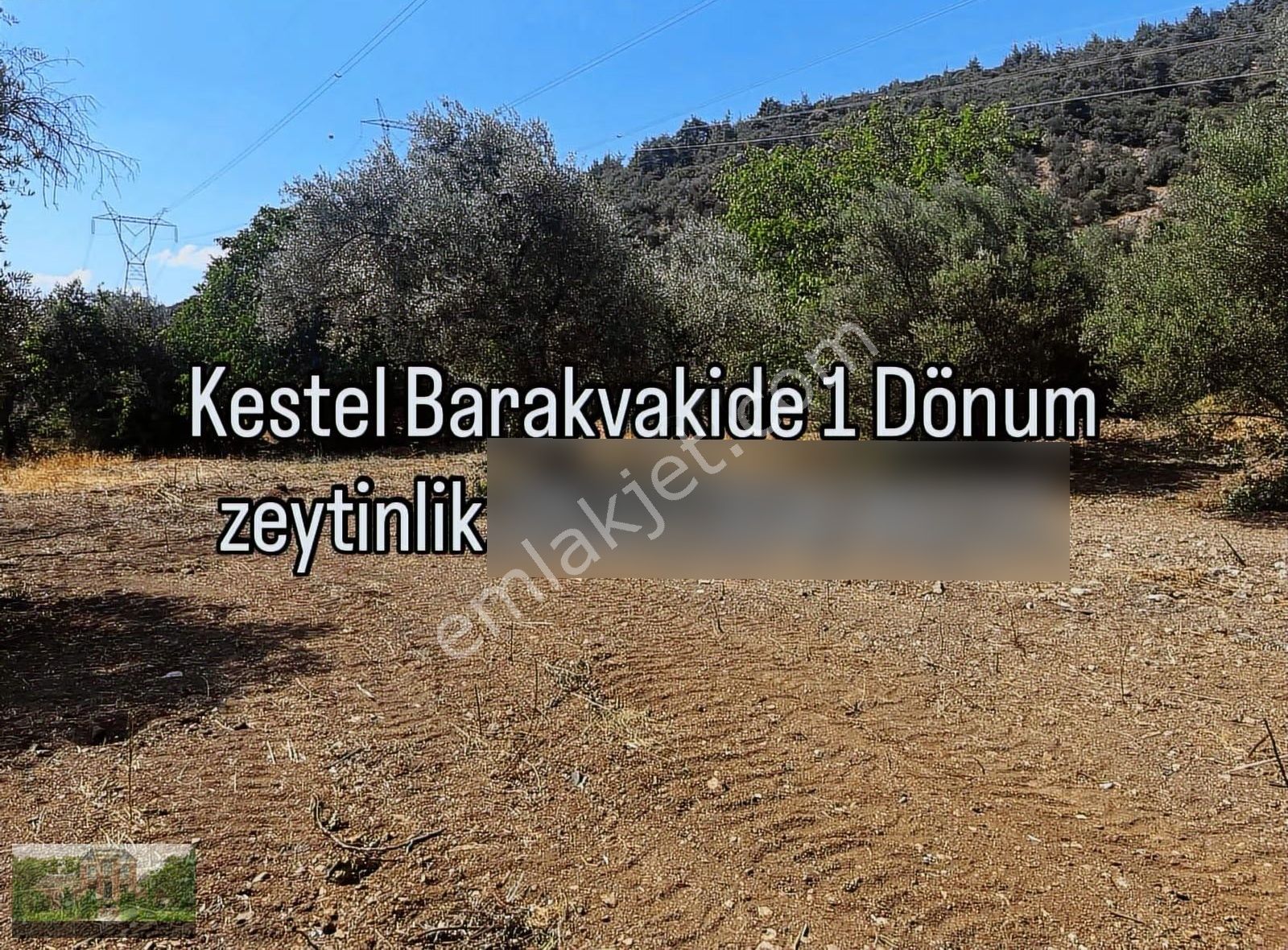 Zeytınlık 1000m2 Tek Tapu Yerımız. - Görsel 6