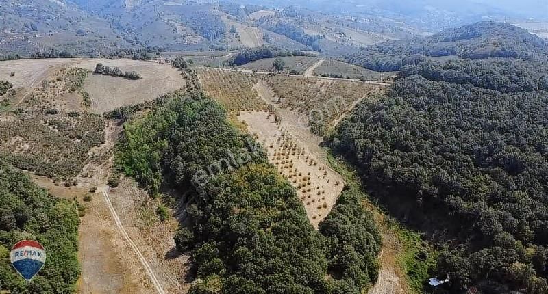 Re/max Mavi'den Yola Cepheli Fındık Bahçesi - Görsel 2