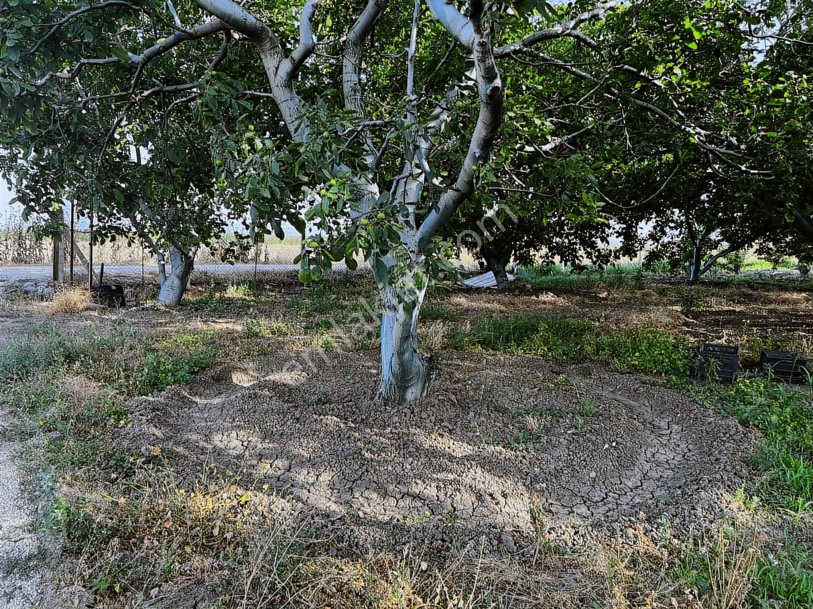 Şehir Dibinde Hazır Yetişkin Bahçe
