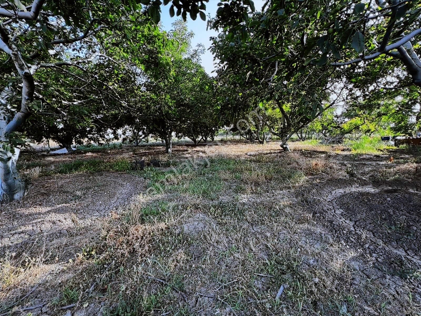 Şehir Dibinde Hazır Yetişkin Bahçe - Görsel 15