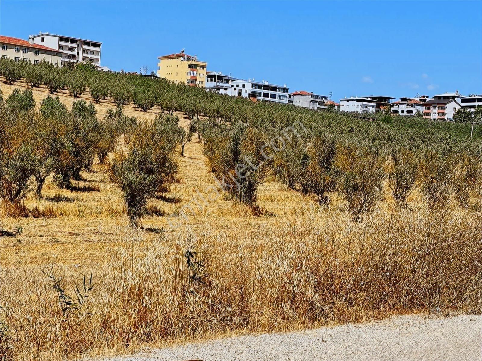 Mudanya Ülkü Köyde Satılık Yatırımlık Arazi - Görsel 3