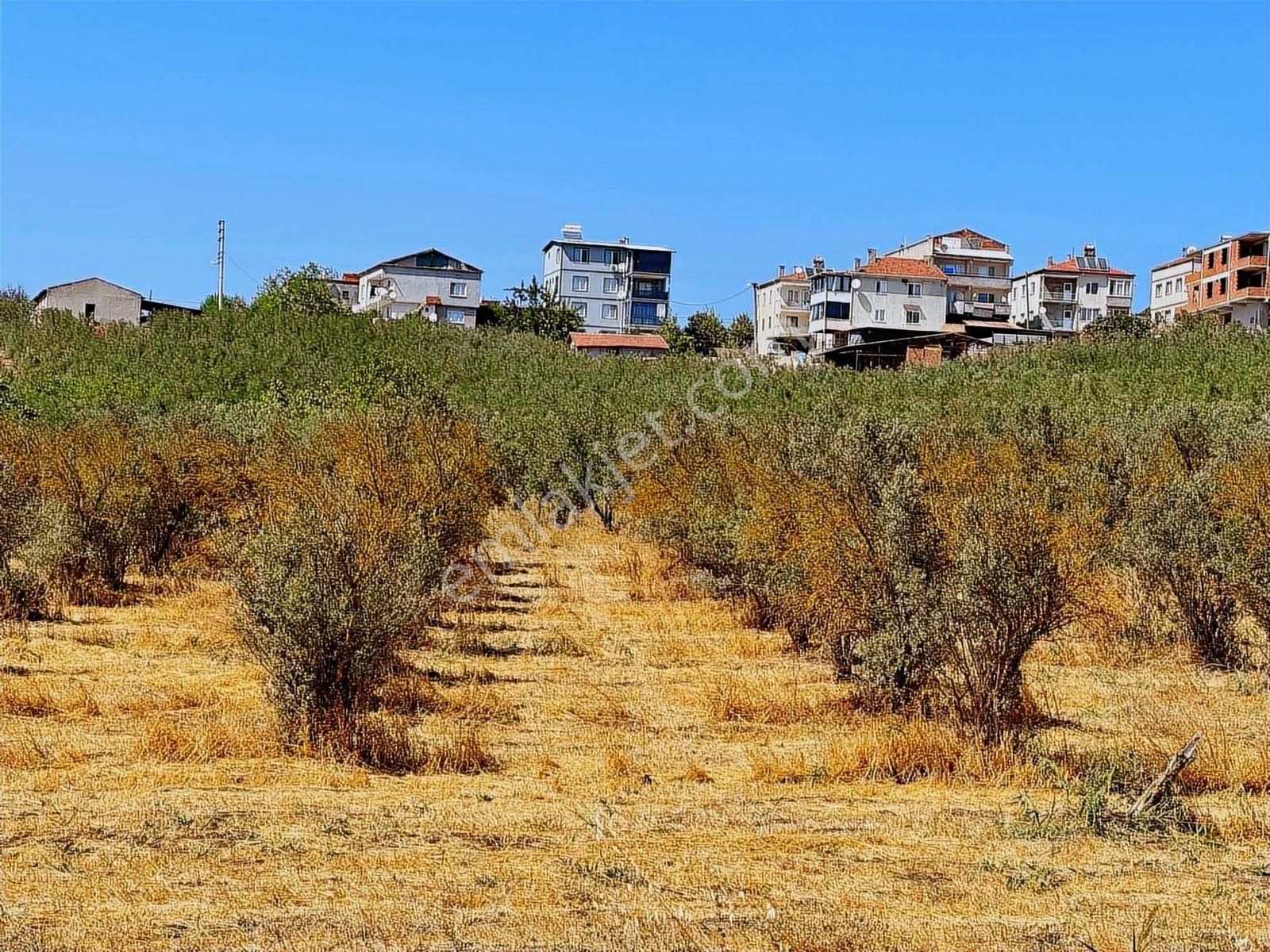 Mudanya Ülkü Köyde Satılık Yatırımlık Arazi - Görsel 35