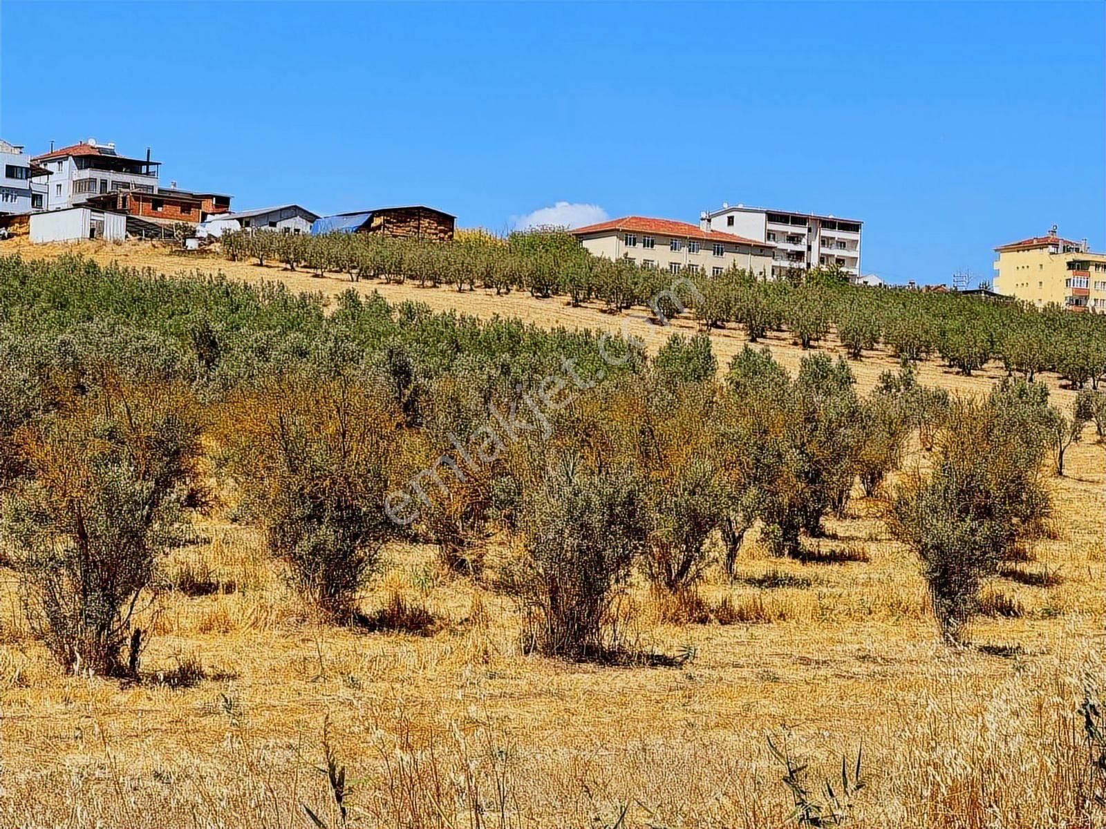 Mudanya Ülkü Köyde Satılık Yatırımlık Arazi - Görsel 10