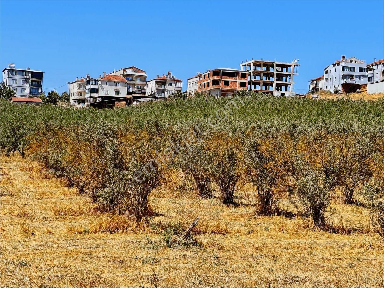 Mudanya Ülkü Köyde Satılık Yatırımlık Arazi - Görsel 11