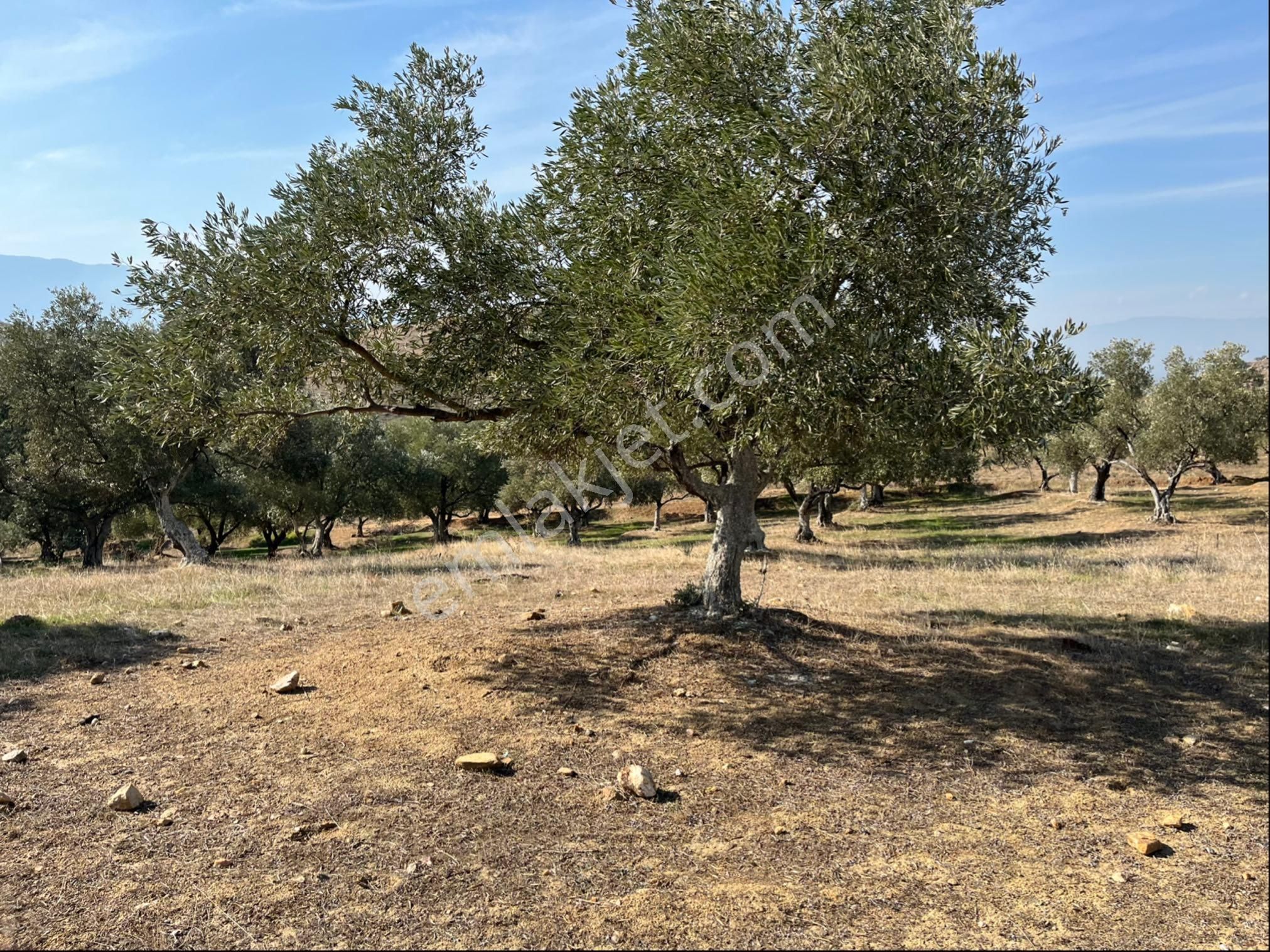 Miray Emlaktan Arpazda Satılık Zeytin Ve İncir Bahçesi - Görsel 13