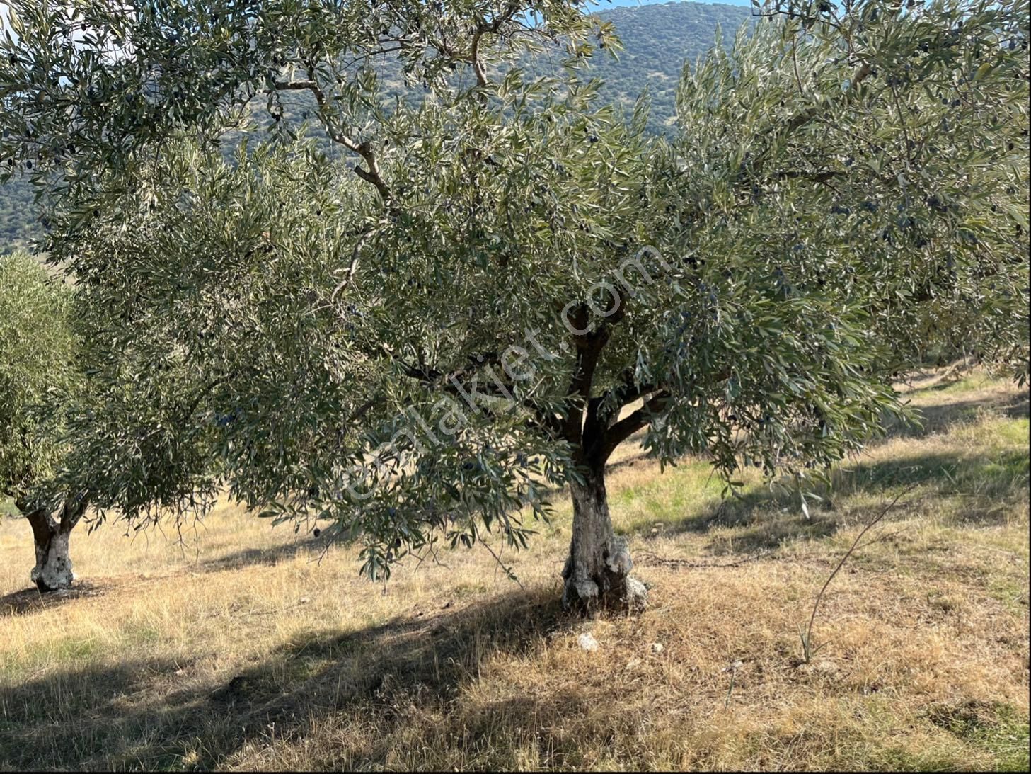Miray Emlaktan Arpazda Satılık Zeytin Ve İncir Bahçesi - Görsel 8