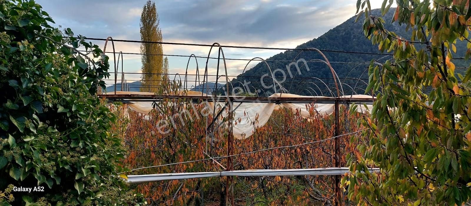 Fethiye Nif Mahallesinde 1640 M² Satılık Tek Tapu Kiraz Bahçesi - Görsel 8