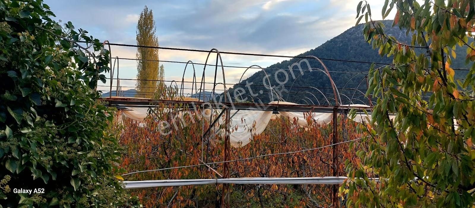Fethiye Nif Mahallesinde 1640 M² Satılık Tek Tapu Kiraz Bahçesi - Görsel 7