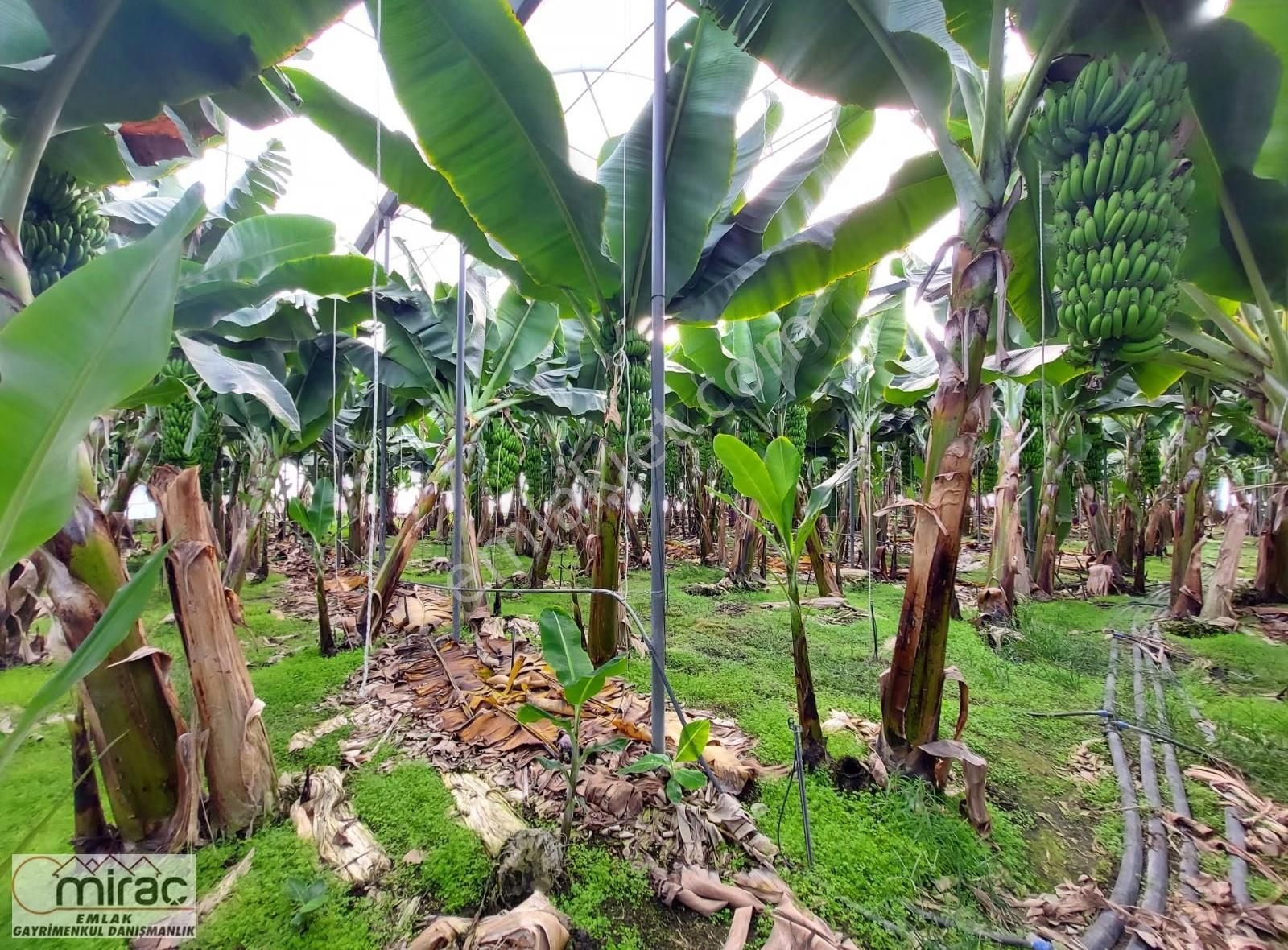 Yeniköyde İçinde Muz Serası Olan 6.500 M2 Tek Tapu Satılık Tarla - Görsel 7