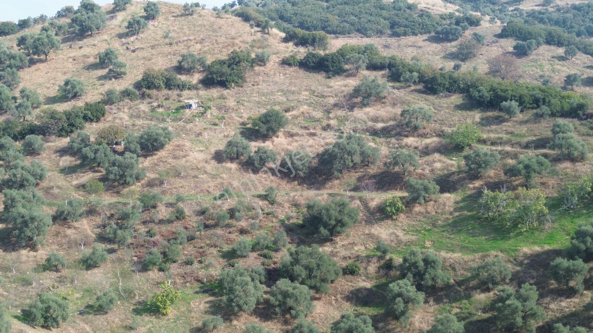 İzmir Tire Sb Emlak Ofisinden Çobanköy Mahallesinde Satılık Zeytinlik - Görsel 7