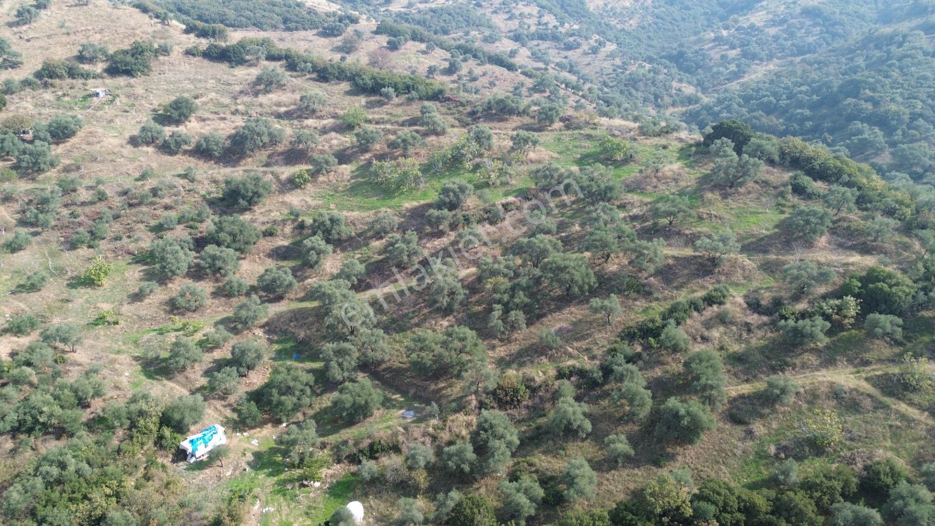 İzmir Tire Sb Emlak Ofisinden Çobanköy Mahallesinde Satılık Zeytinlik - Görsel 5