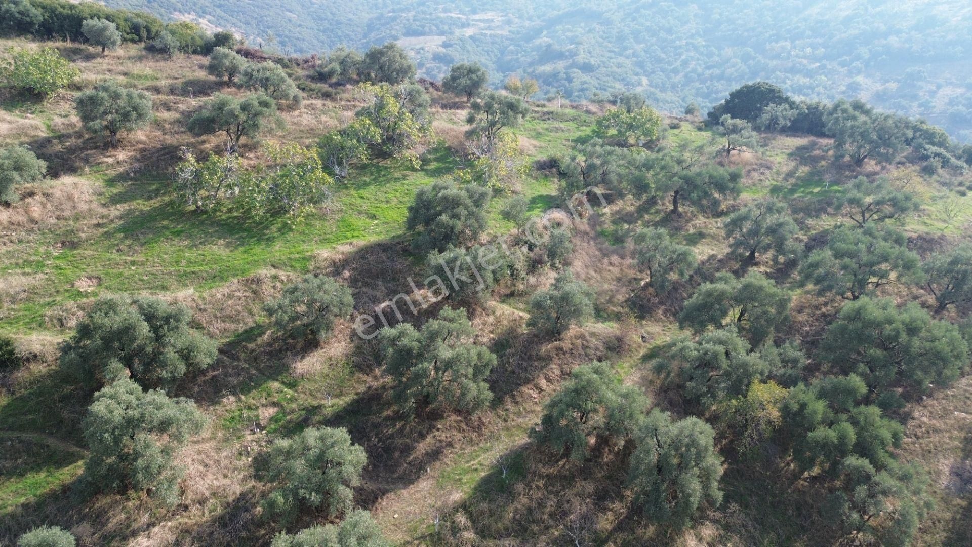 İzmir Tire Sb Emlak Ofisinden Çobanköy Mahallesinde Satılık Zeytinlik - Görsel 20