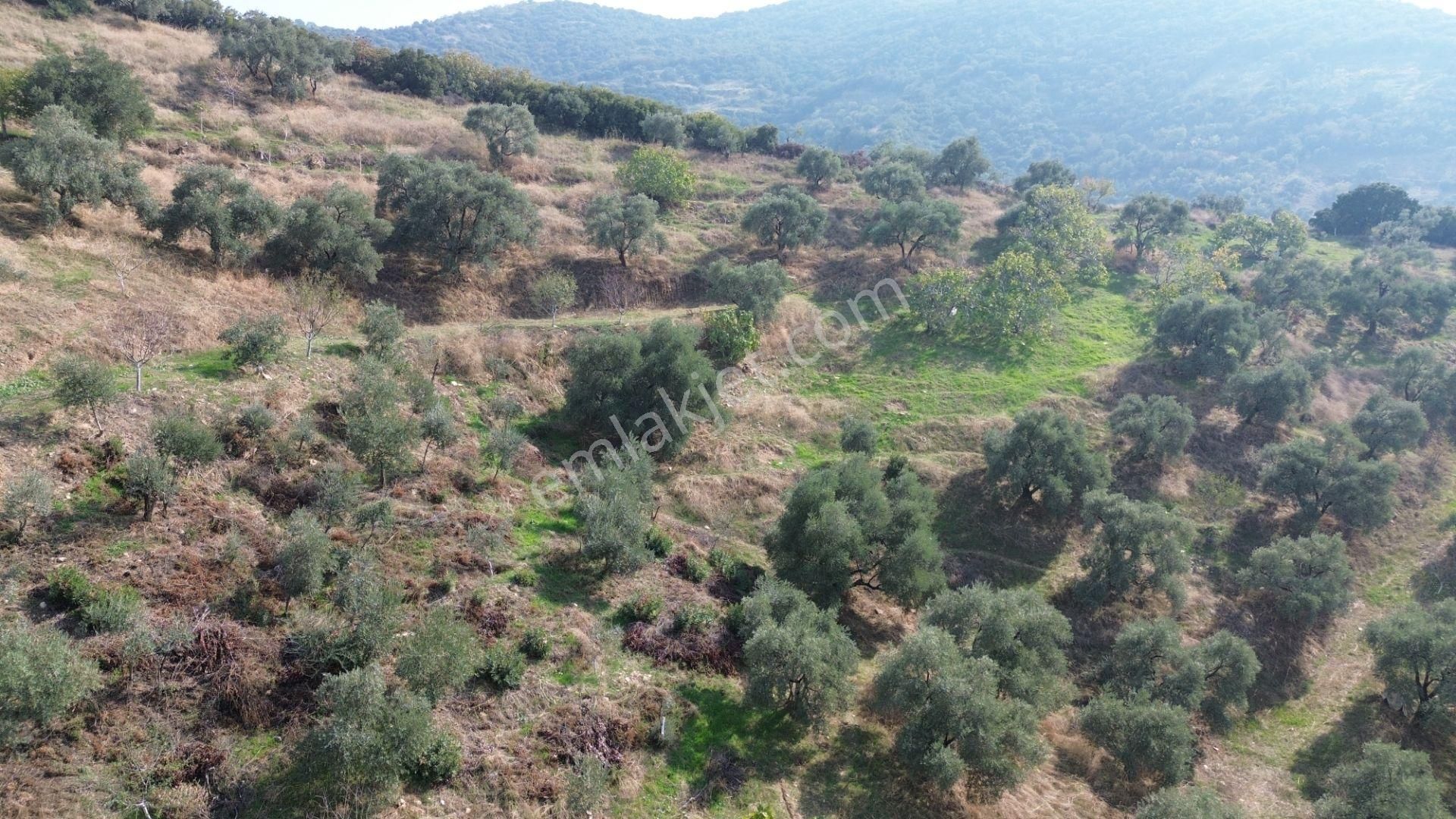 İzmir Tire Sb Emlak Ofisinden Çobanköy Mahallesinde Satılık Zeytinlik - Görsel 14