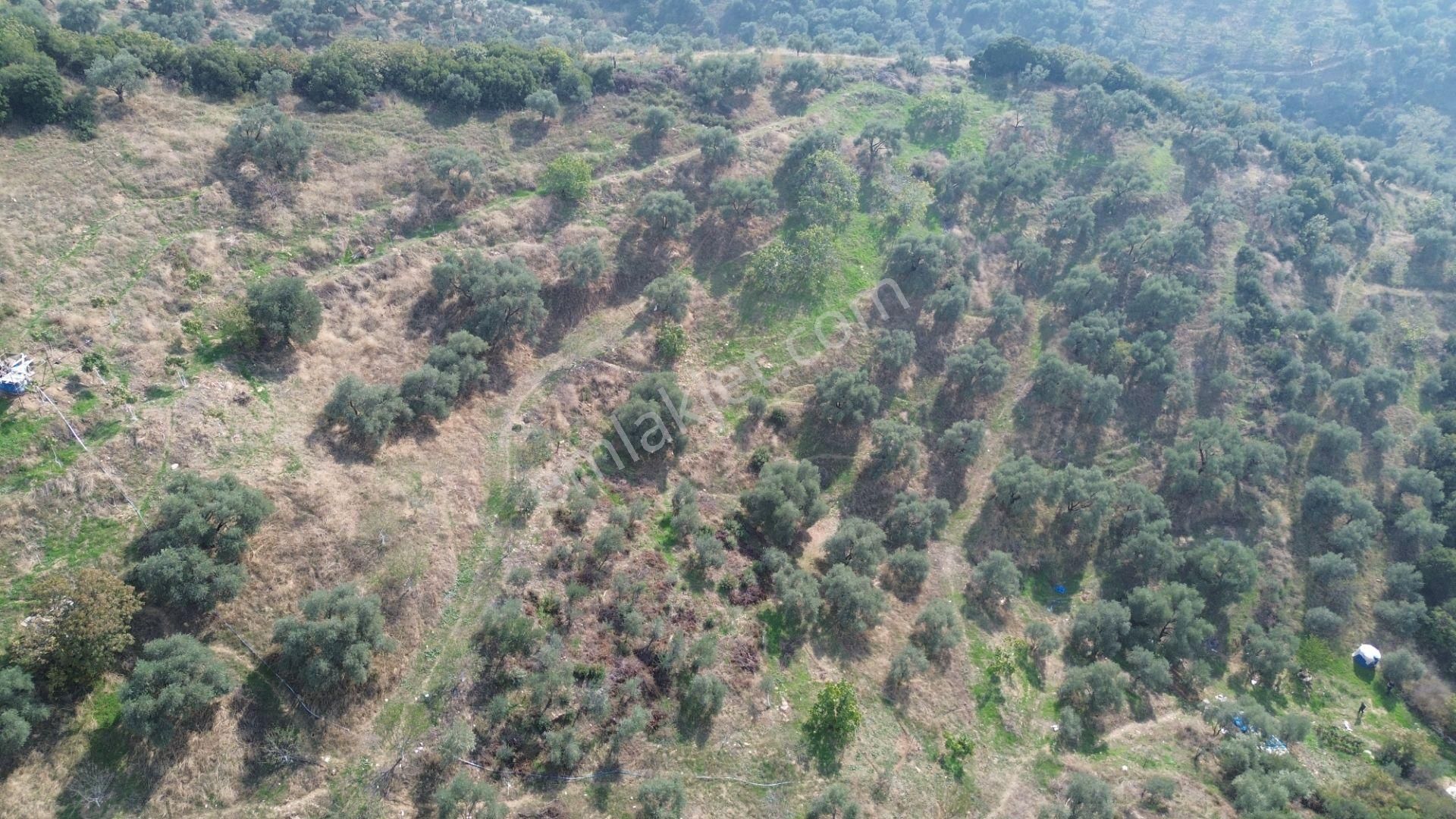 İzmir Tire Sb Emlak Ofisinden Çobanköy Mahallesinde Satılık Zeytinlik - Görsel 11