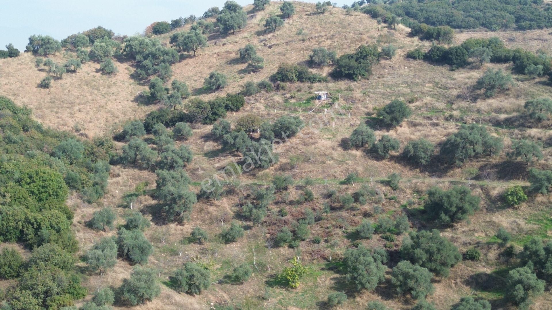 İzmir Tire Sb Emlak Ofisinden Çobanköy Mahallesinde Satılık Zeytinlik - Görsel 8