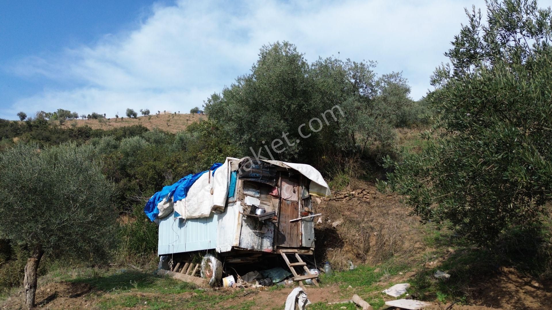 İzmir Tire Sb Emlak Ofisinden Çobanköy Mahallesinde Satılık Zeytinlik - Görsel 23