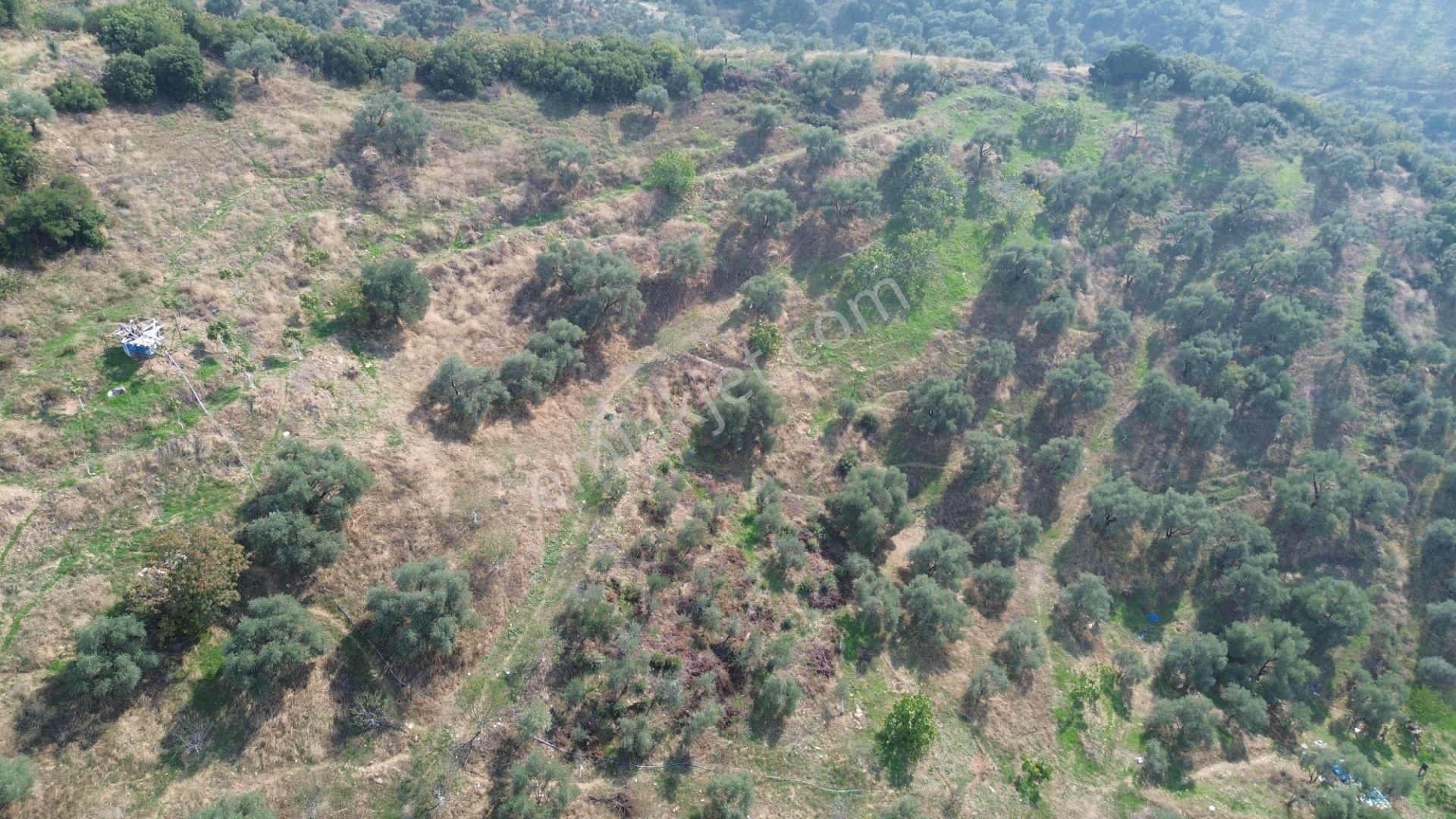 İzmir Tire Sb Emlak Ofisinden Çobanköy Mahallesinde Satılık Zeytinlik - Görsel 12