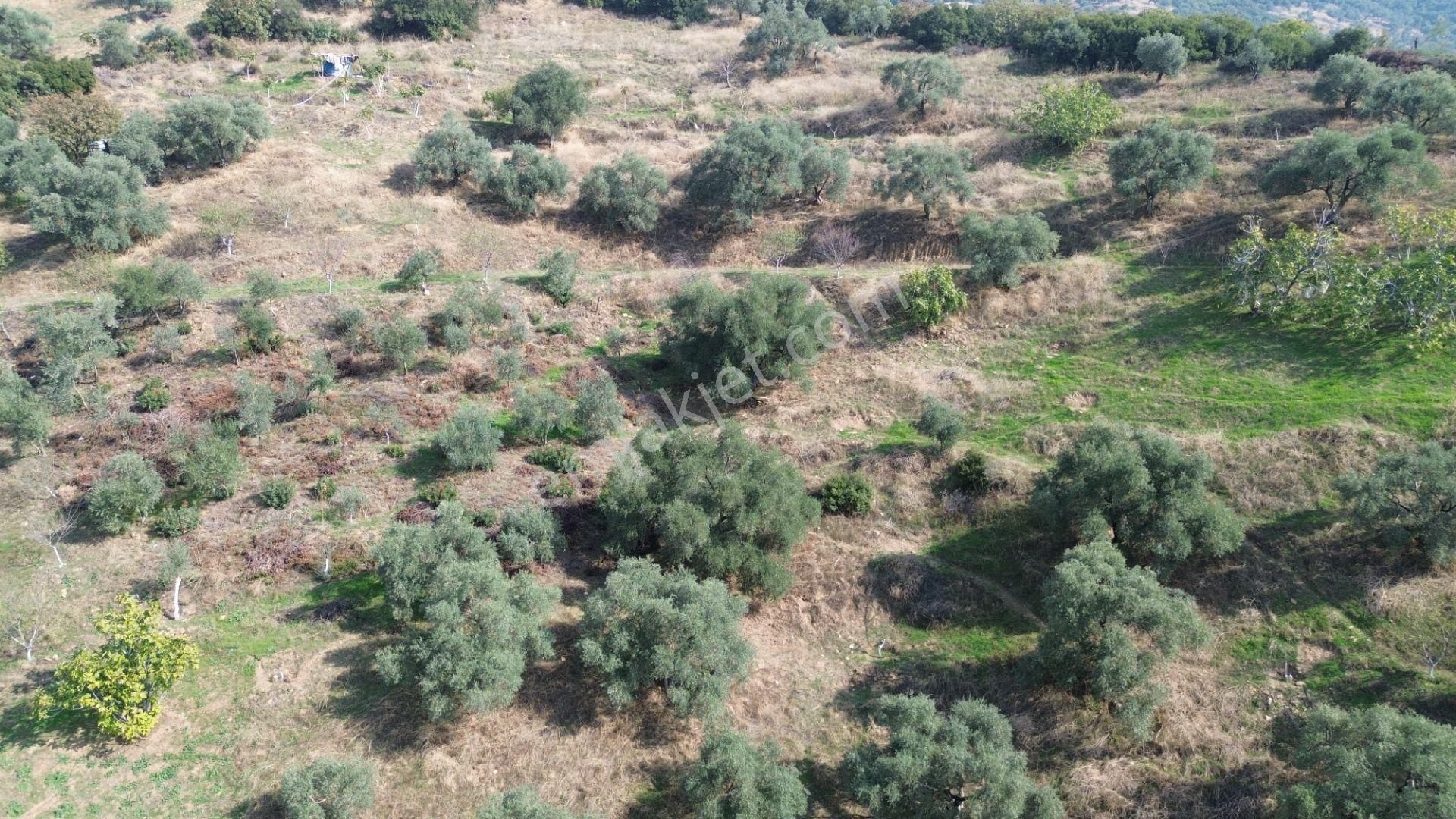 İzmir Tire Sb Emlak Ofisinden Çobanköy Mahallesinde Satılık Zeytinlik - Görsel 21