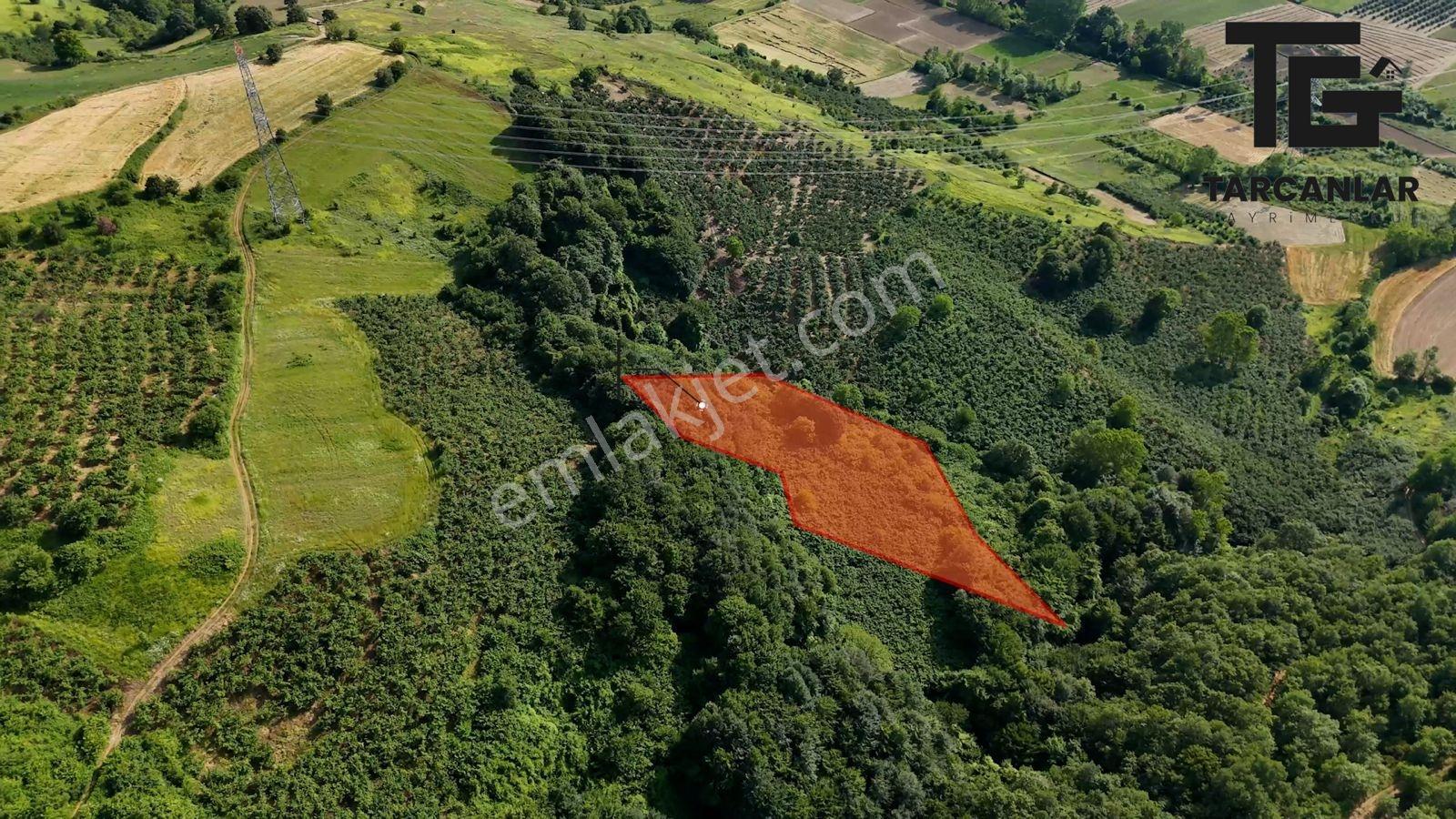 Tarcanlar'dan Kandıra Elmacık'ta Satılık 3608 M2 Fındık Bahçesi - Görsel 9