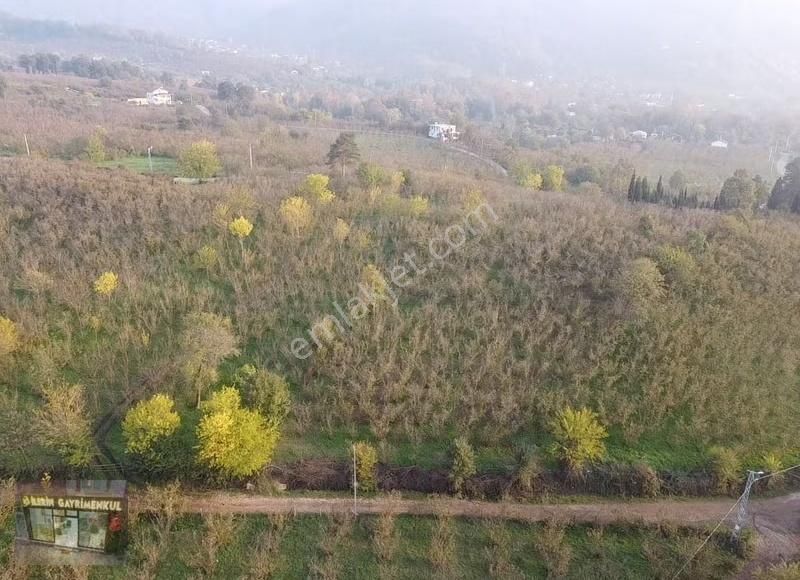 İlerin Gayrimenkul'den Y.çarığıkuru 'nda Satılık Fındık Bahçesi - Görsel 7