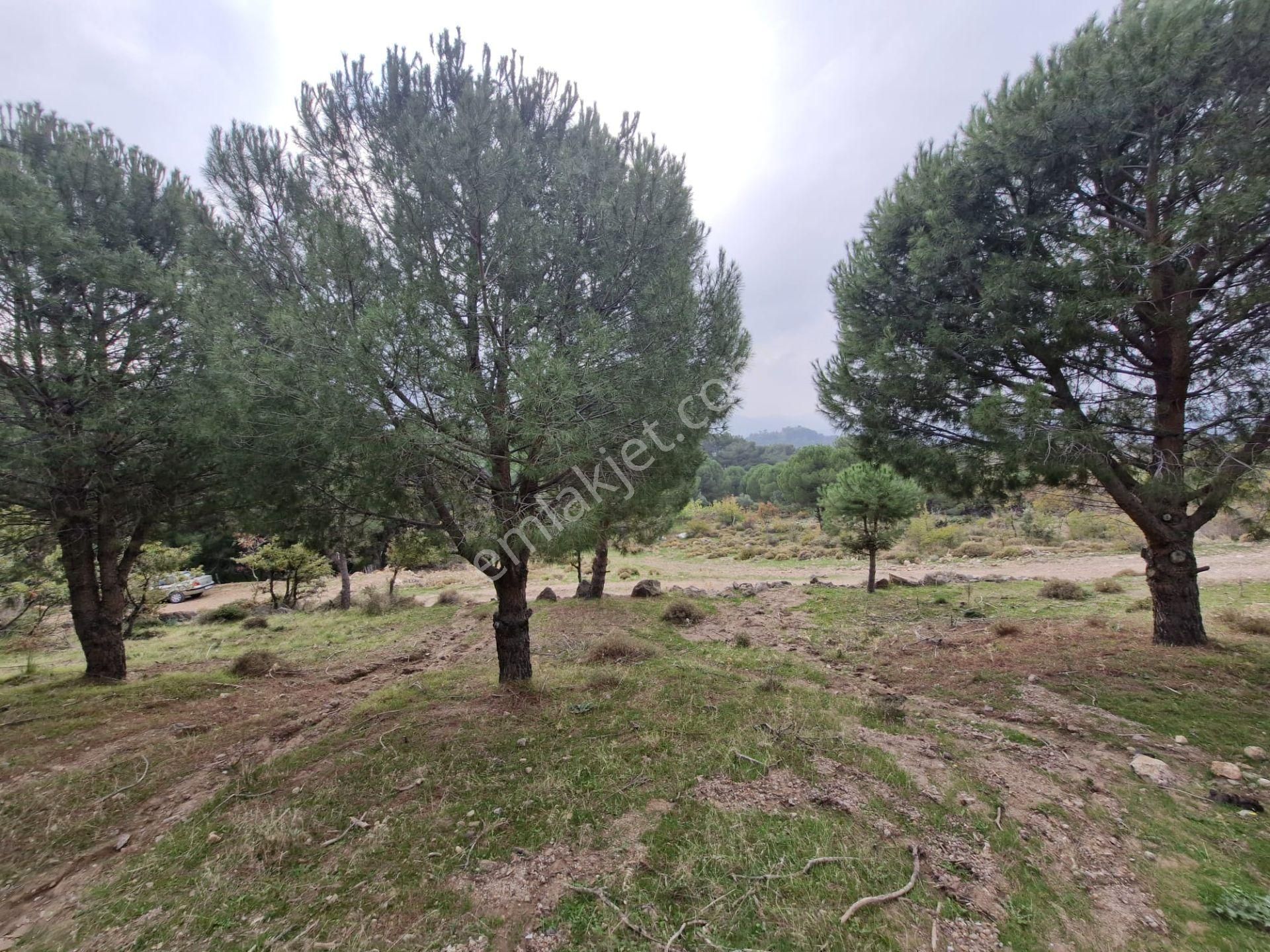 Burhaniye Avundukta Muhteşem Manzarasıyla Çift Kadastro Yollu Satılık Bahçe Vasfında Arazi! - Görsel 34