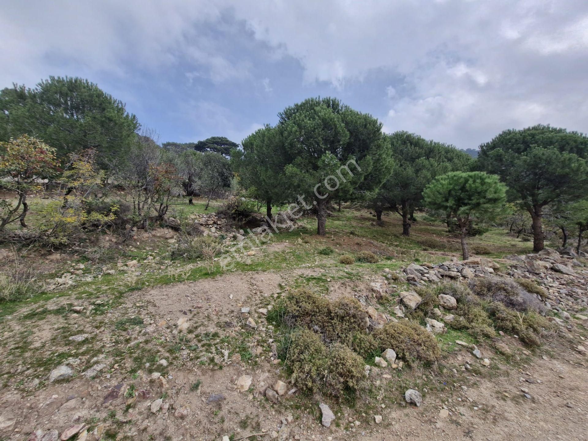 Burhaniye Avundukta Muhteşem Manzarasıyla Çift Kadastro Yollu Satılık Bahçe Vasfında Arazi! - Görsel 24