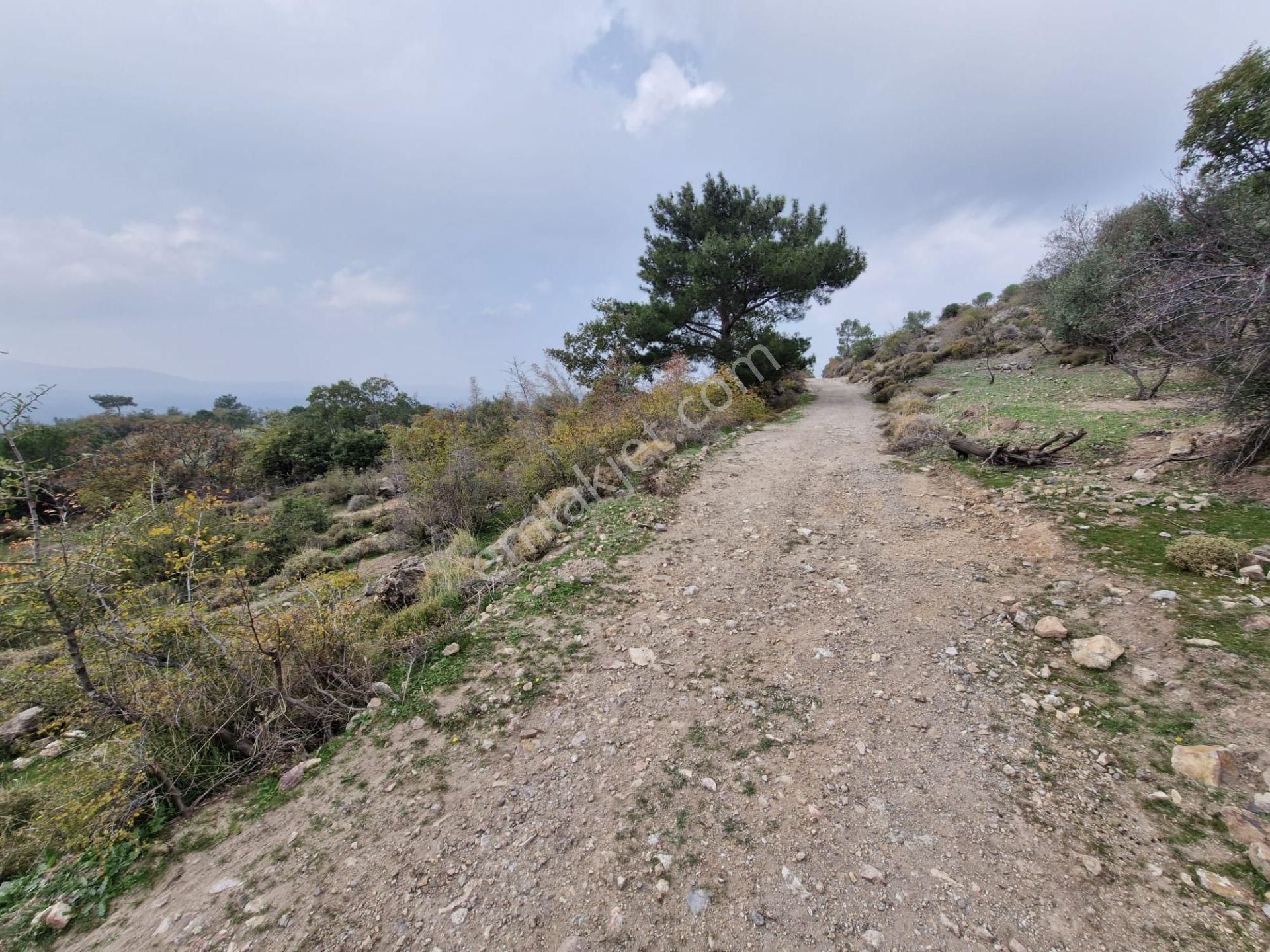 Burhaniye Avundukta Muhteşem Manzarasıyla Çift Kadastro Yollu Satılık Bahçe Vasfında Arazi! - Görsel 26