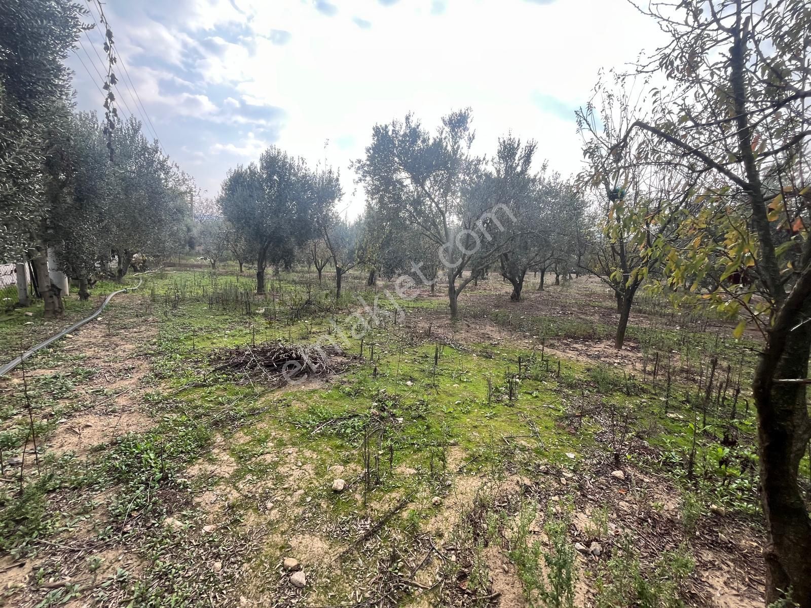 Menderes Turyap'tan Değirmendere'de Anayola Cepheli Hisse Tapulu - Görsel 10