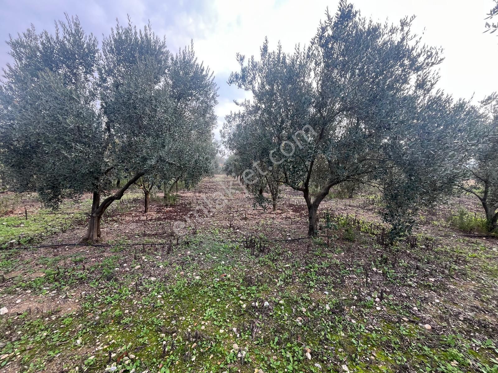 Menderes Turyap'tan Değirmendere'de Anayola Cepheli Hisse Tapulu - Görsel 32