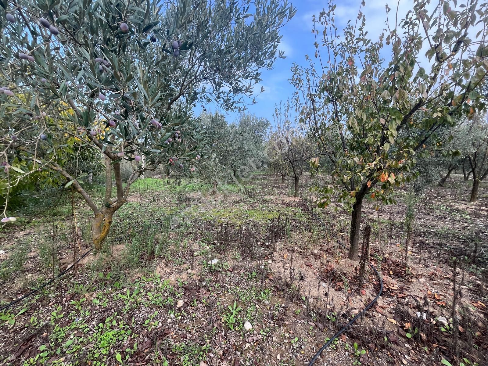 Menderes Turyap'tan Değirmendere'de Anayola Cepheli Hisse Tapulu - Görsel 29