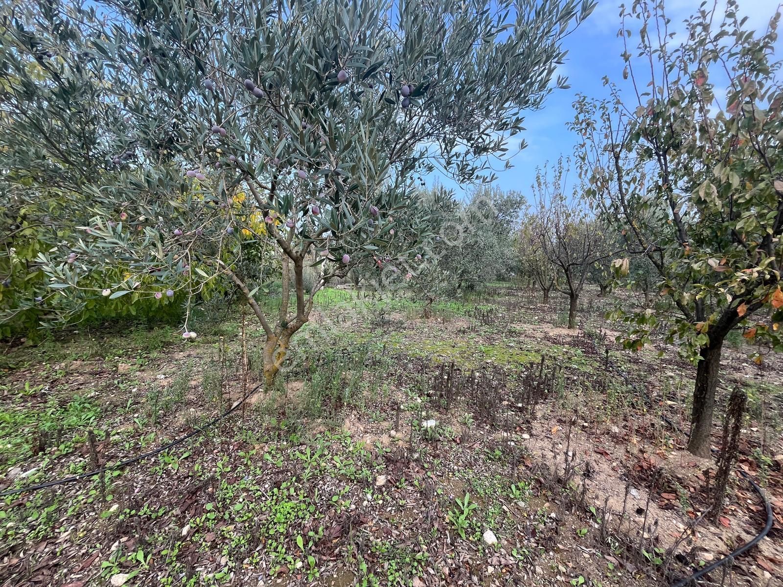 Menderes Turyap'tan Değirmendere'de Anayola Cepheli Hisse Tapulu - Görsel 30