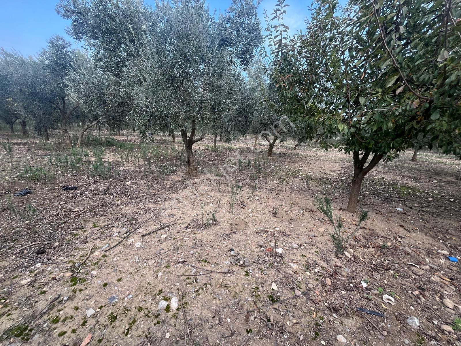 Menderes Turyap'tan Değirmendere'de Anayola Cepheli Hisse Tapulu - Görsel 35