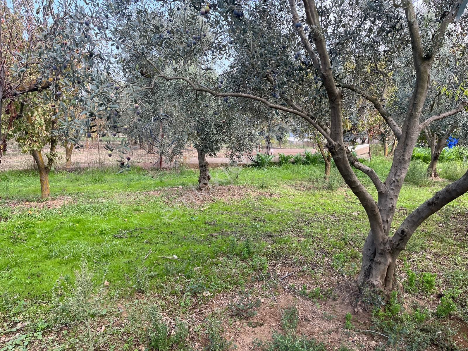 Menderes Turyap'tan Değirmendere'de Anayola Cepheli Hisse Tapulu - Görsel 27