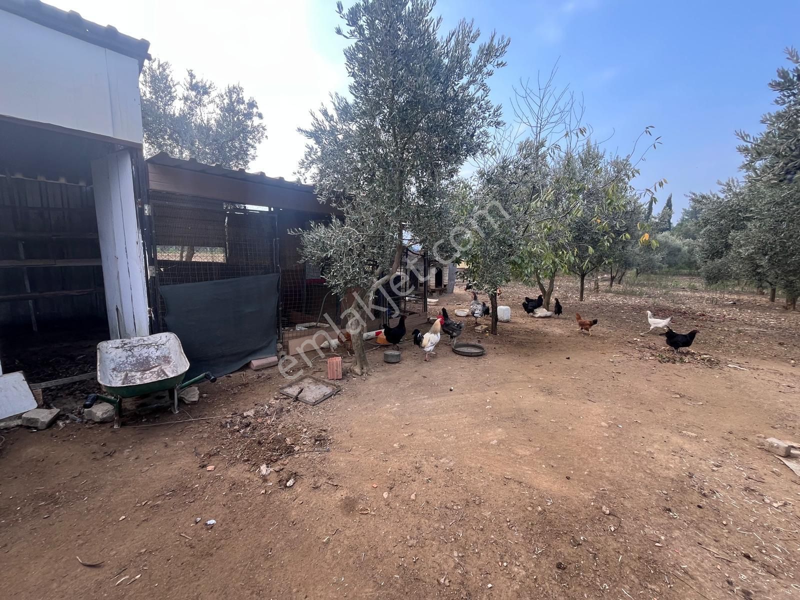 Menderes Turyap'tan Değirmendere'de Anayola Cepheli Hisse Tapulu - Görsel 3