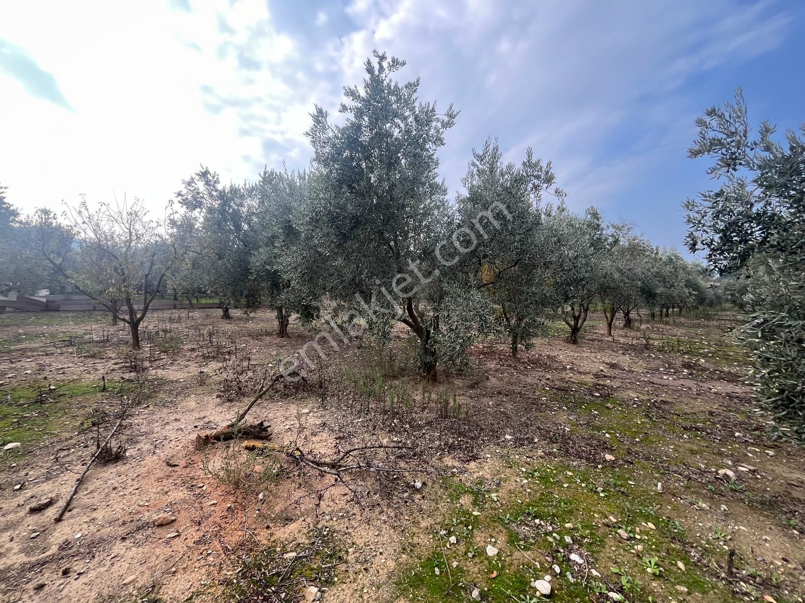 Menderes Turyap'tan Değirmendere'de Anayola Cepheli Hisse Tapulu - Görsel 34