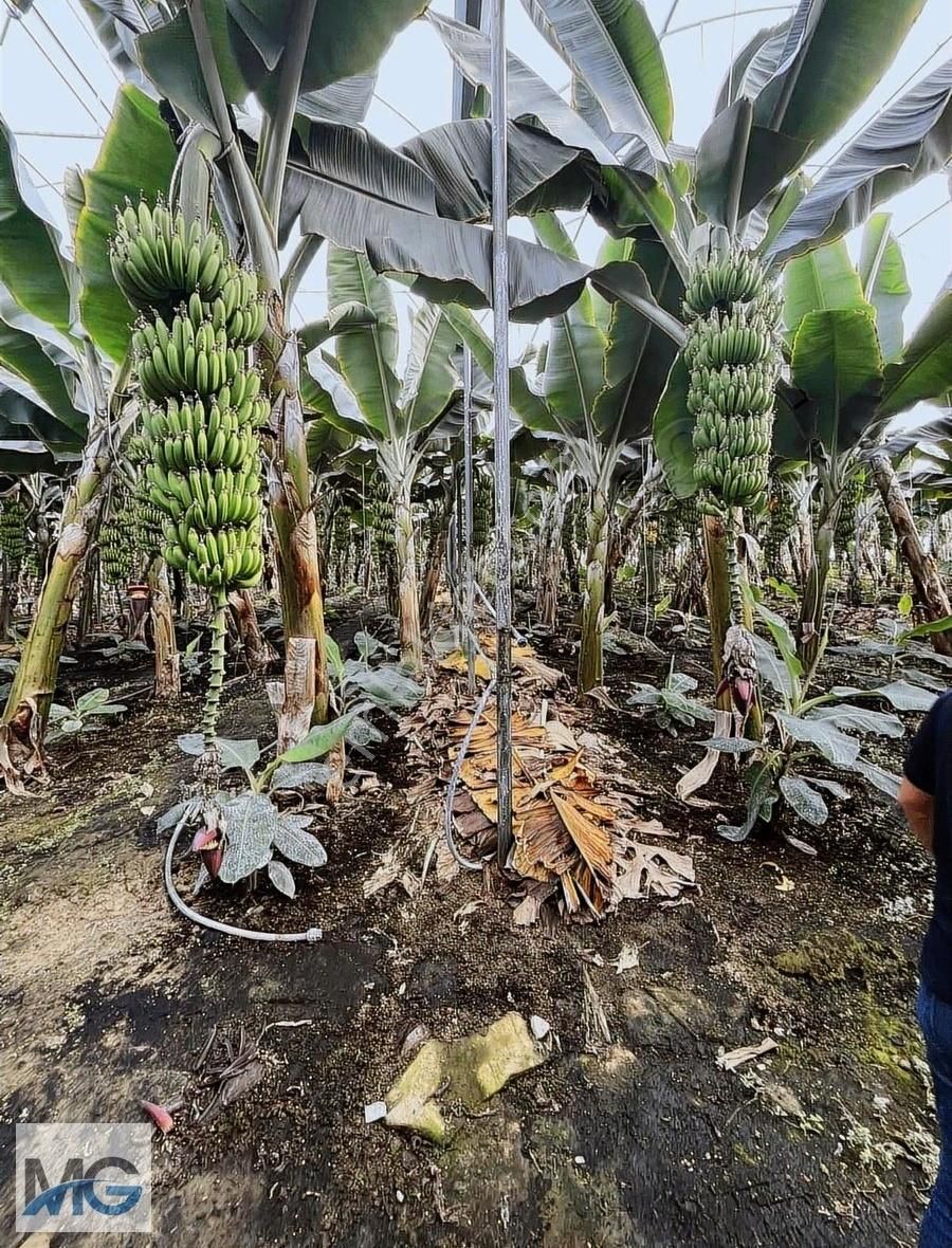 Gündoğdu Da Takaslı Mülkü Satılık 18 Dönüm Sera