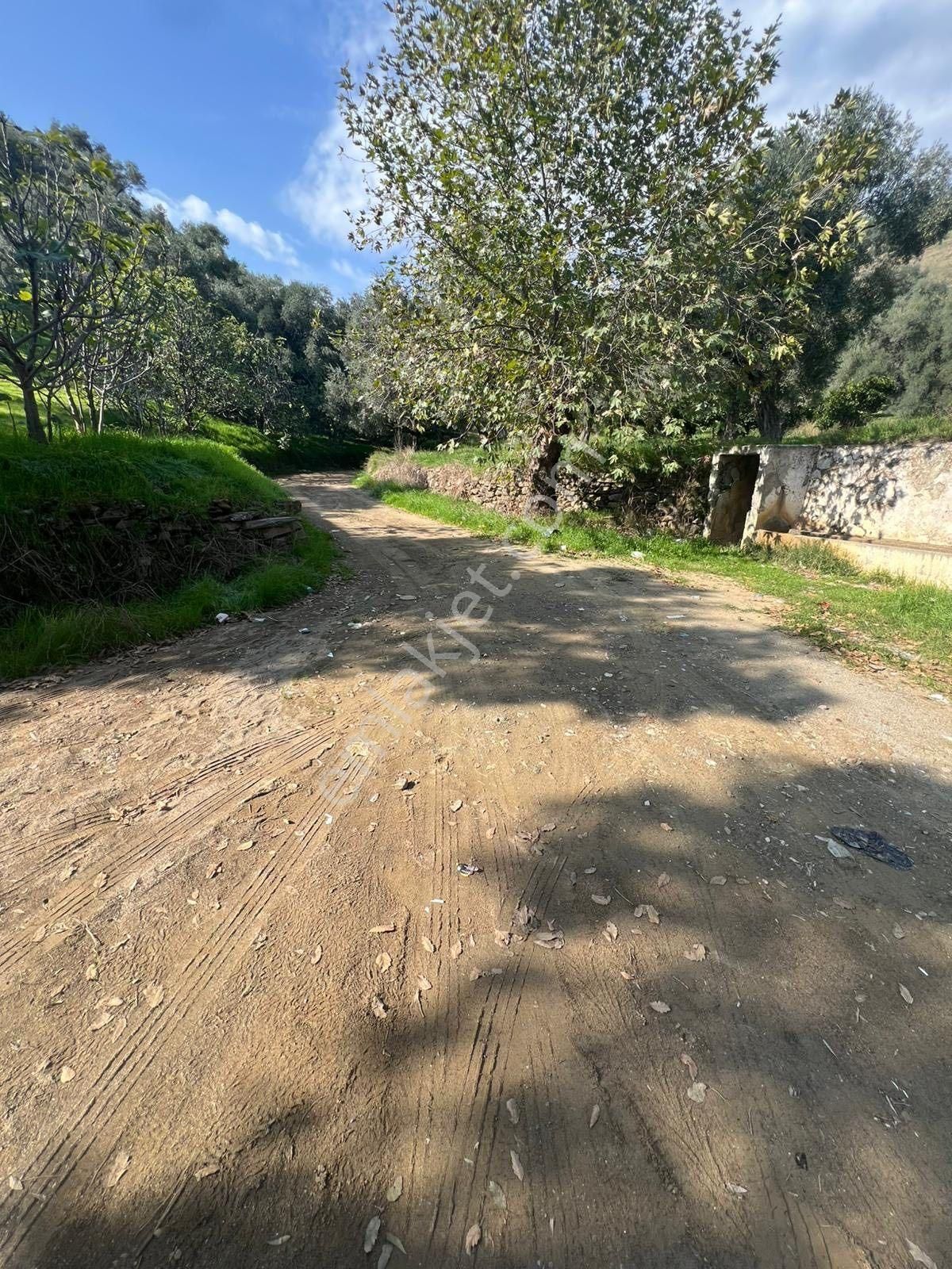 Aydın / Nazilli – Dereağzı Mahallesi Palamüttepe Mevkii – Asfalta Yürüme Mesafesinde - Görsel 8