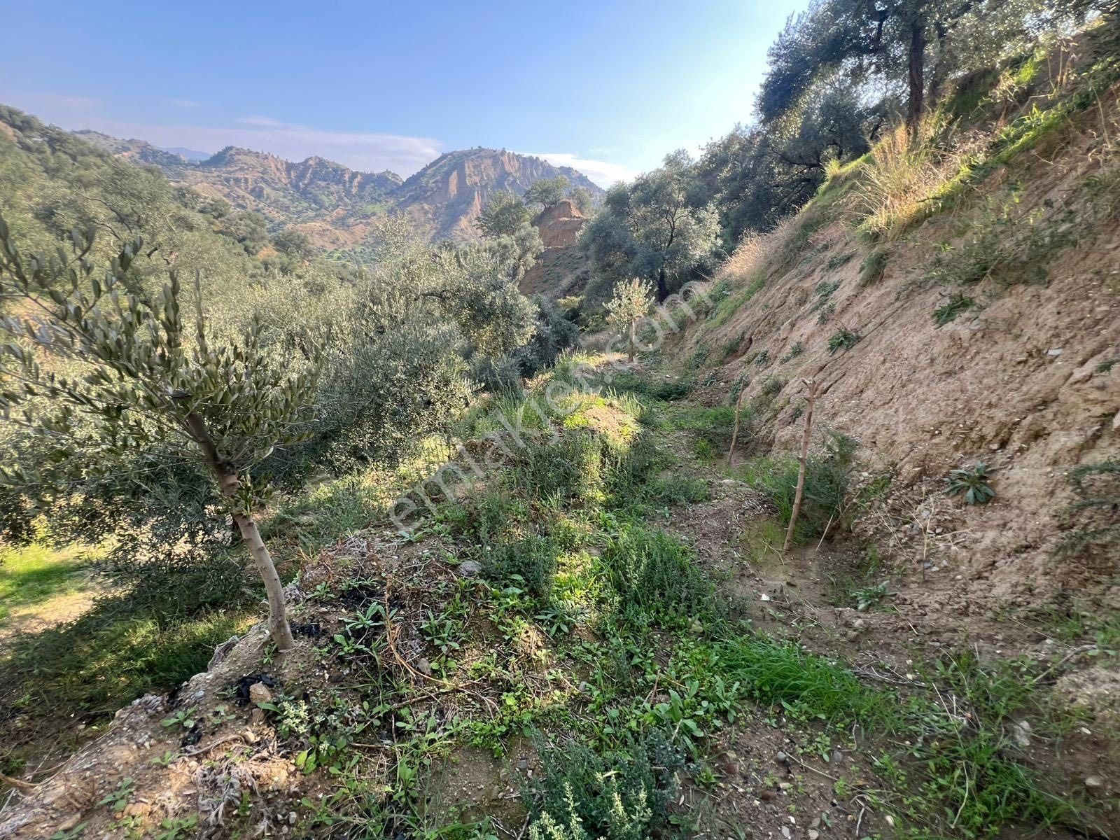 Aydın / Nazilli – Dereağzı Mahallesi Palamüttepe Mevkii – Asfalta Yürüme Mesafesinde - Görsel 2