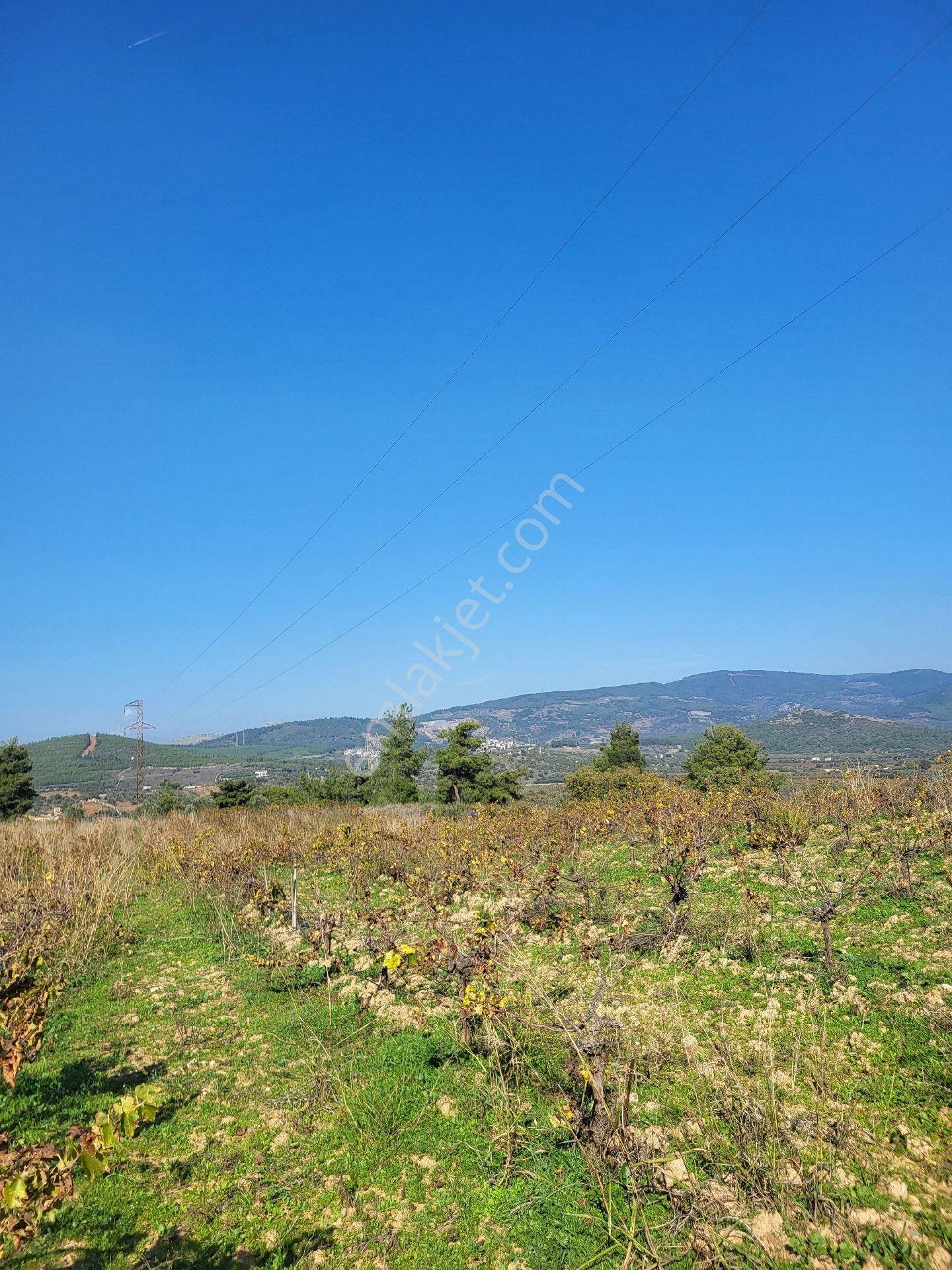 Uygun Fiyatlı Acil Satılık Bağ - Görsel 11