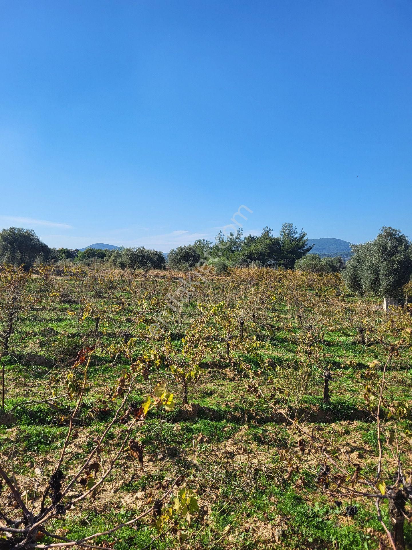Uygun Fiyatlı Acil Satılık Bağ - Görsel 6