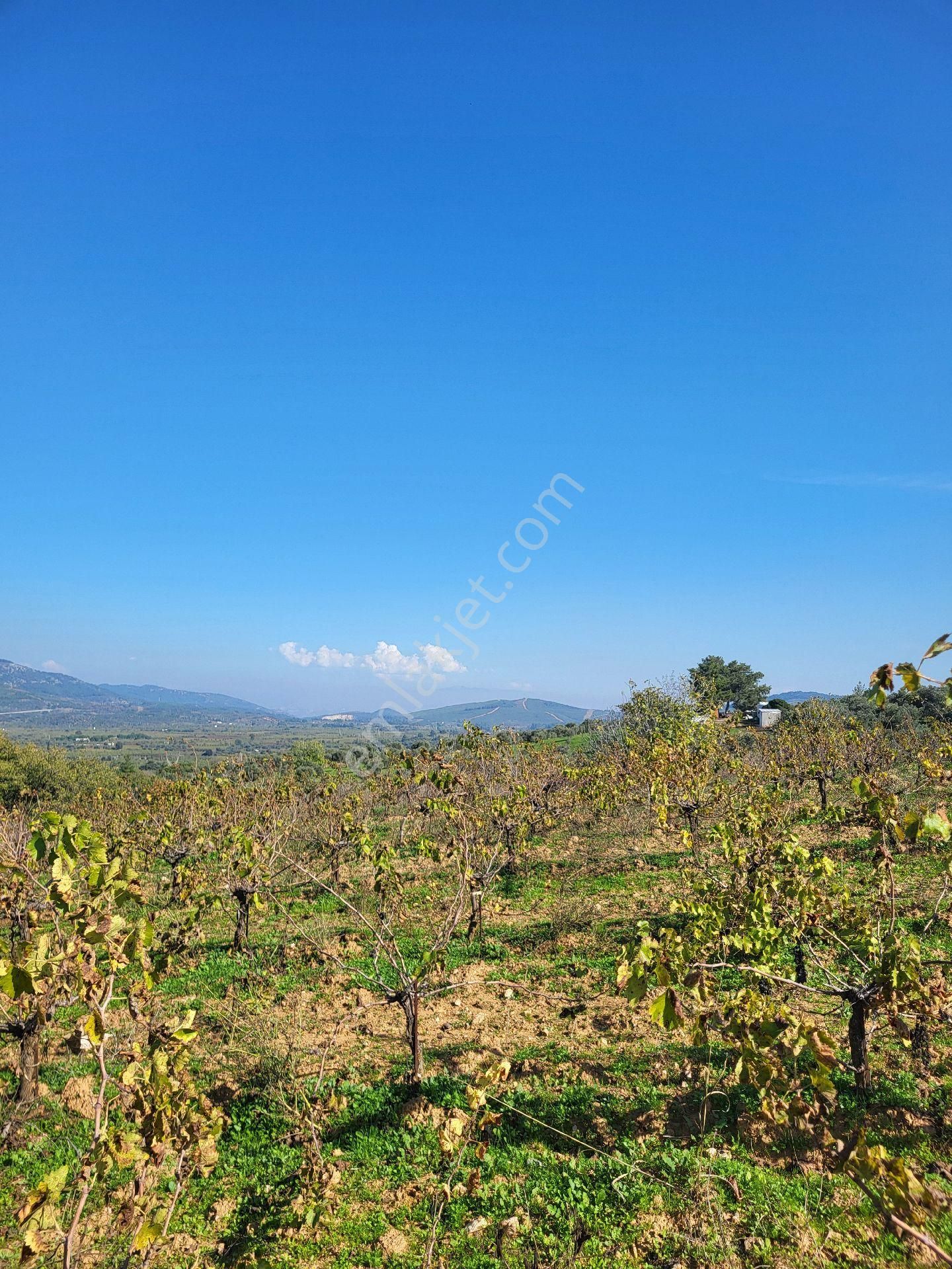 Uygun Fiyatlı Acil Satılık Bağ - Görsel 5