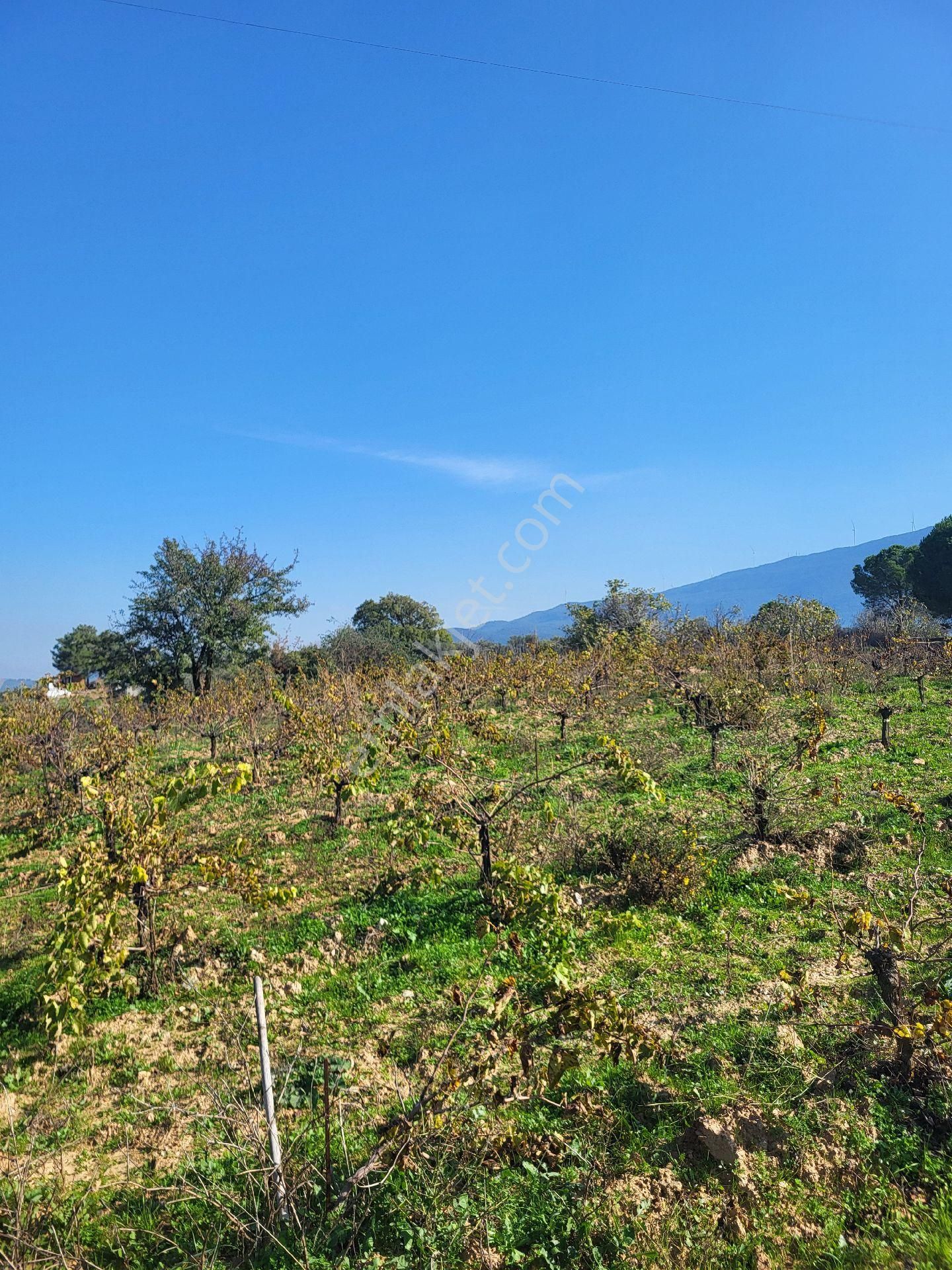 Uygun Fiyatlı Acil Satılık Bağ - Görsel 4