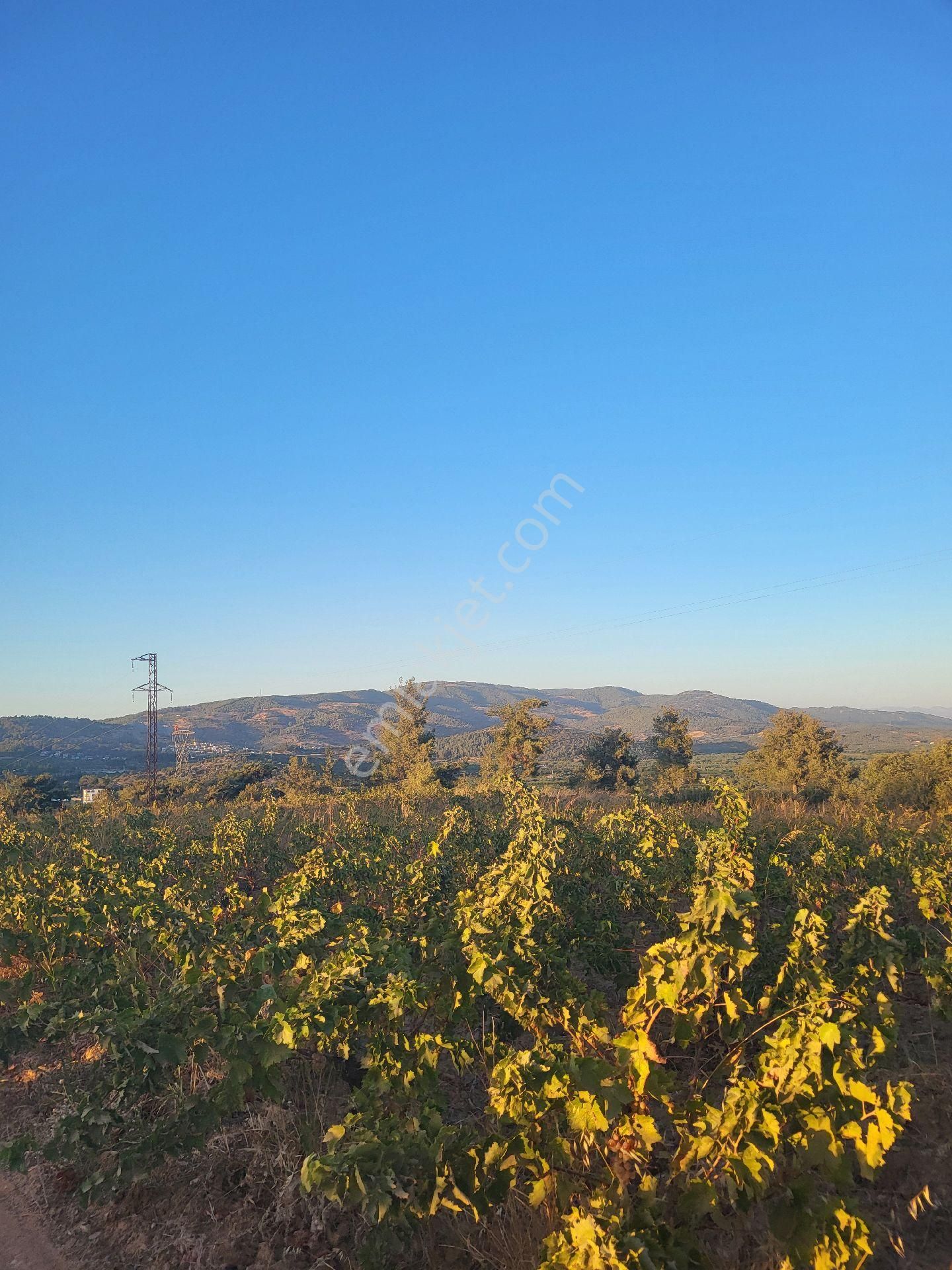 Uygun Fiyatlı Acil Satılık Bağ - Görsel 19