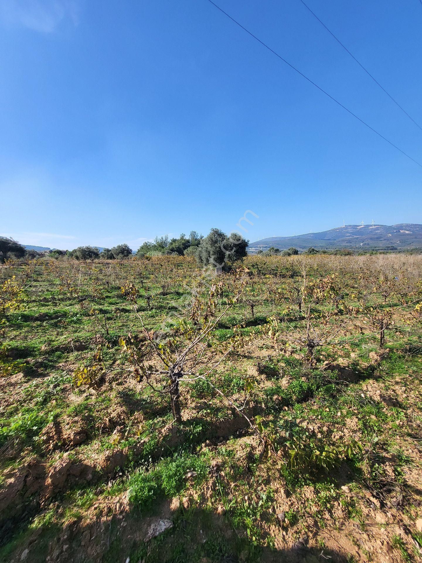 Uygun Fiyatlı Acil Satılık Bağ - Görsel 2