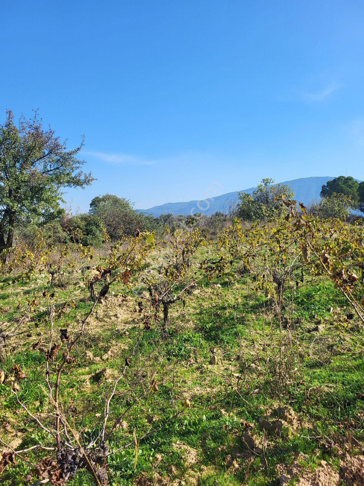 Uygun Fiyatlı Acil Satılık Bağ - Görsel 12