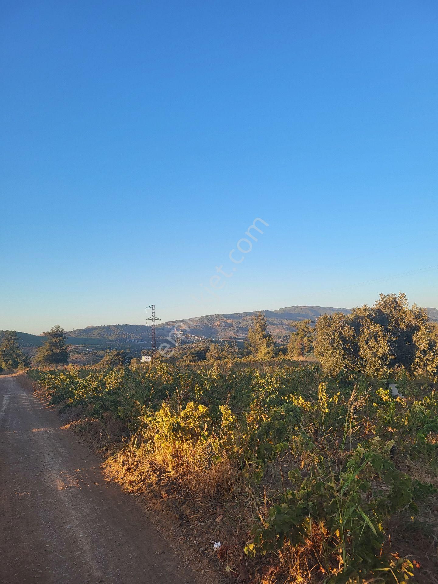 Uygun Fiyatlı Acil Satılık Bağ - Görsel 18