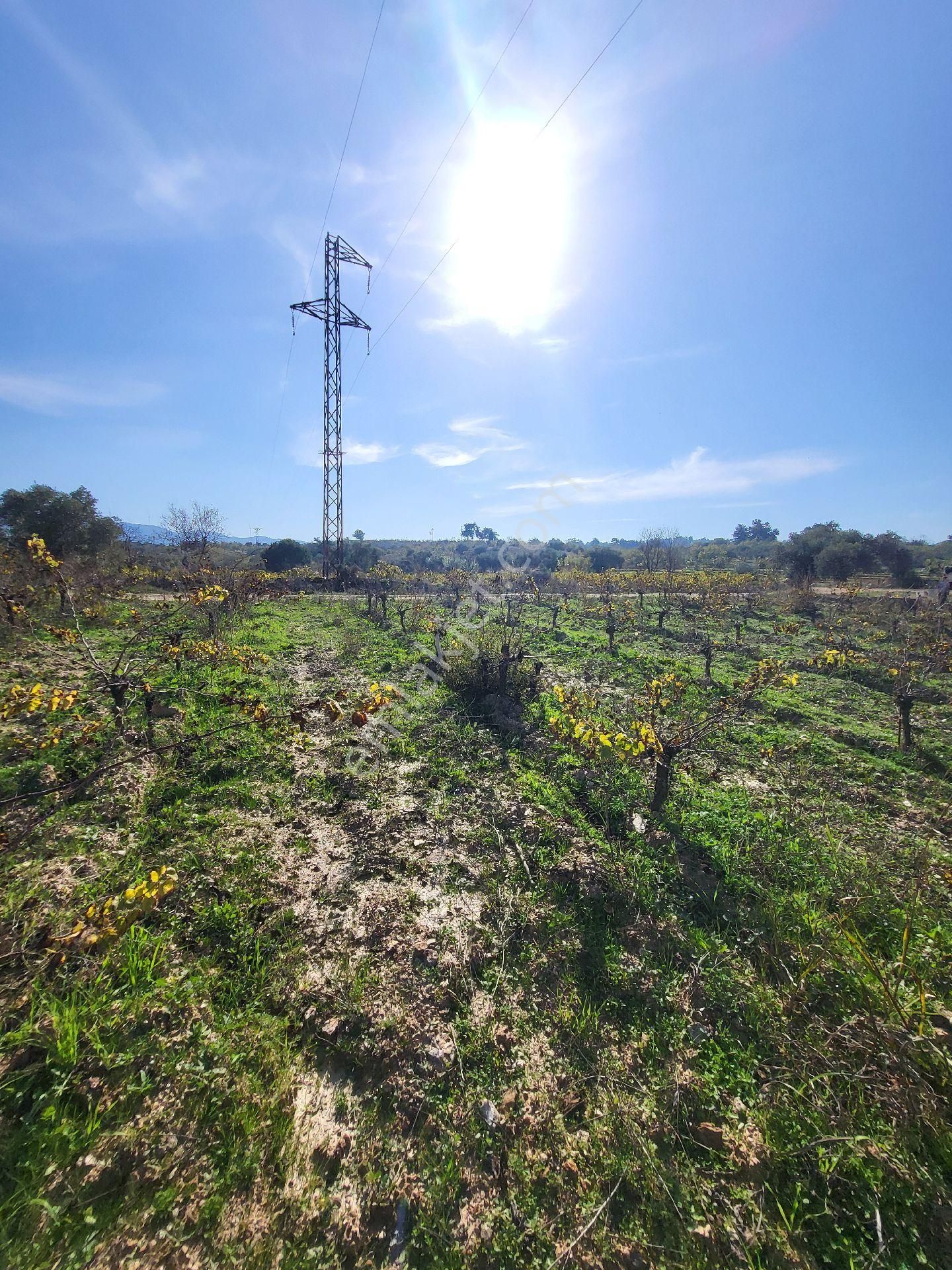 Uygun Fiyatlı Acil Satılık Bağ - Görsel 8