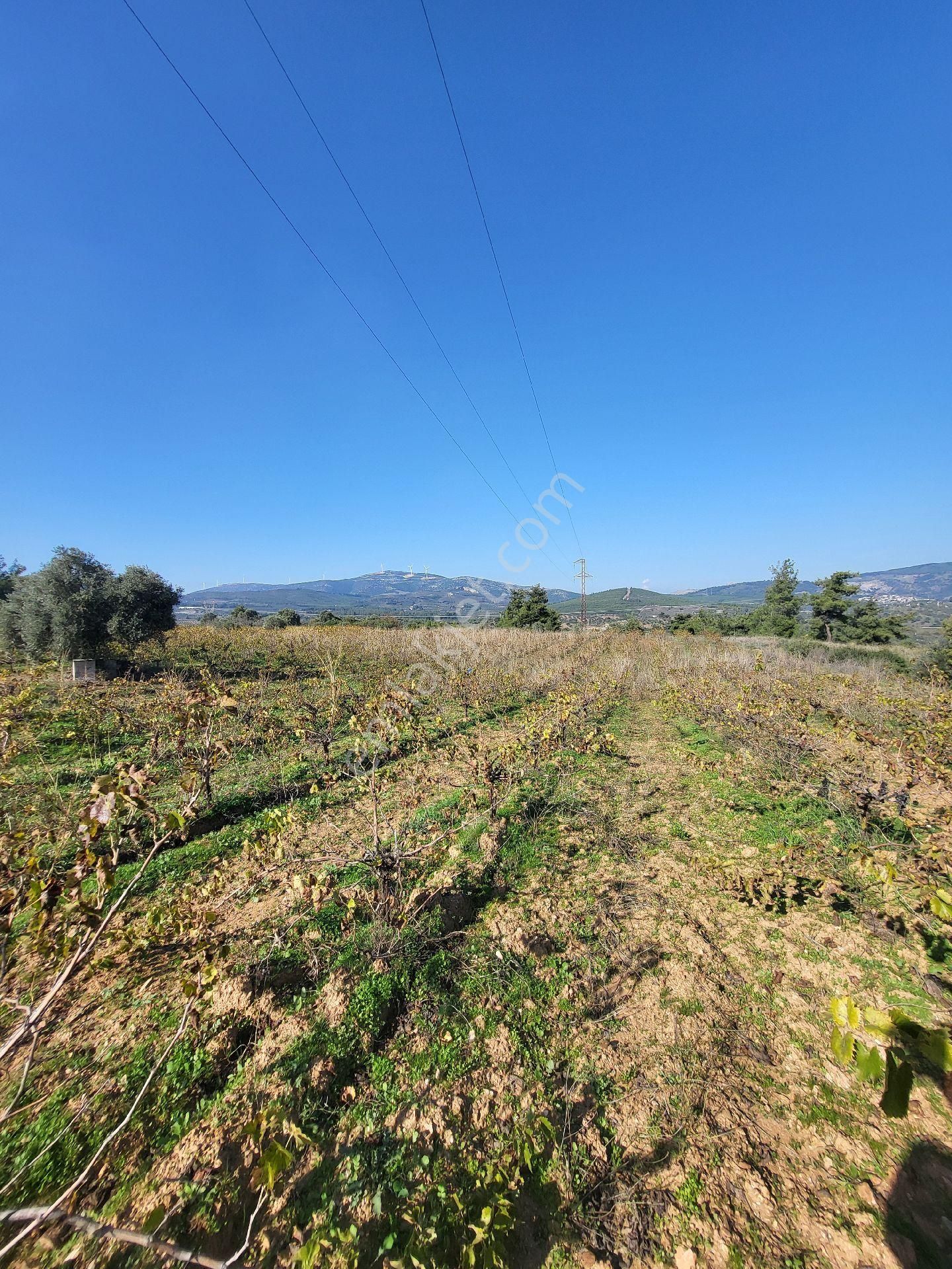 Uygun Fiyatlı Acil Satılık Bağ - Görsel 3