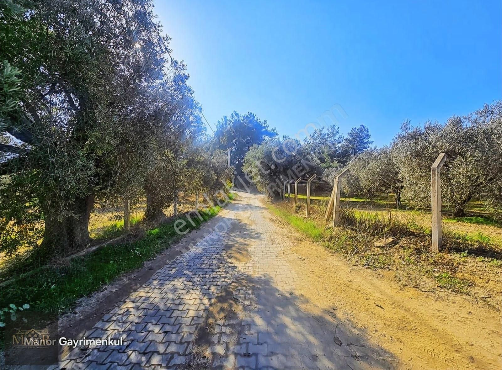Kuşadası Değirmendere Mah. Dğerinin Altında Zeytinlik - Görsel 7