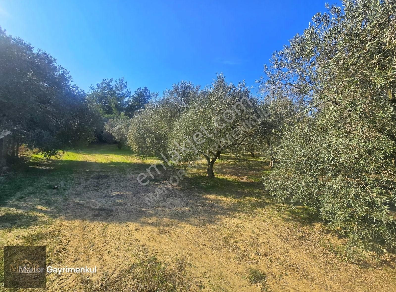 Kuşadası Değirmendere Mah. Dğerinin Altında Zeytinlik